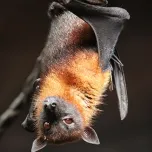 Naturschutzprojekt | Gemeinde Gehofen | Thüringen | Deutschland