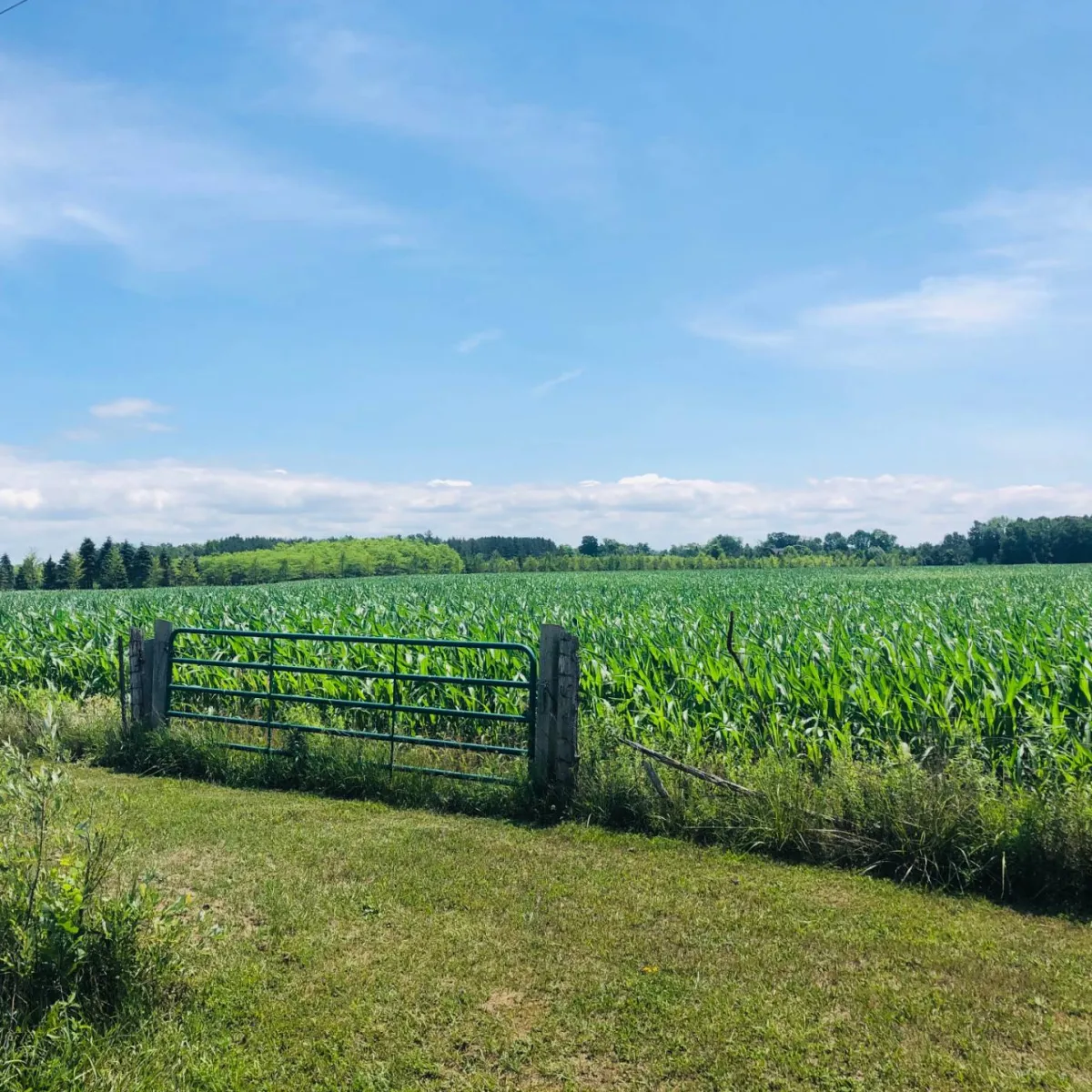 SOUTH BRUCE PENINSULA - 138 ACRES