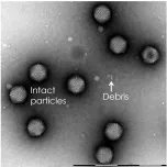 QuTEM - Adenoviral vector analysis