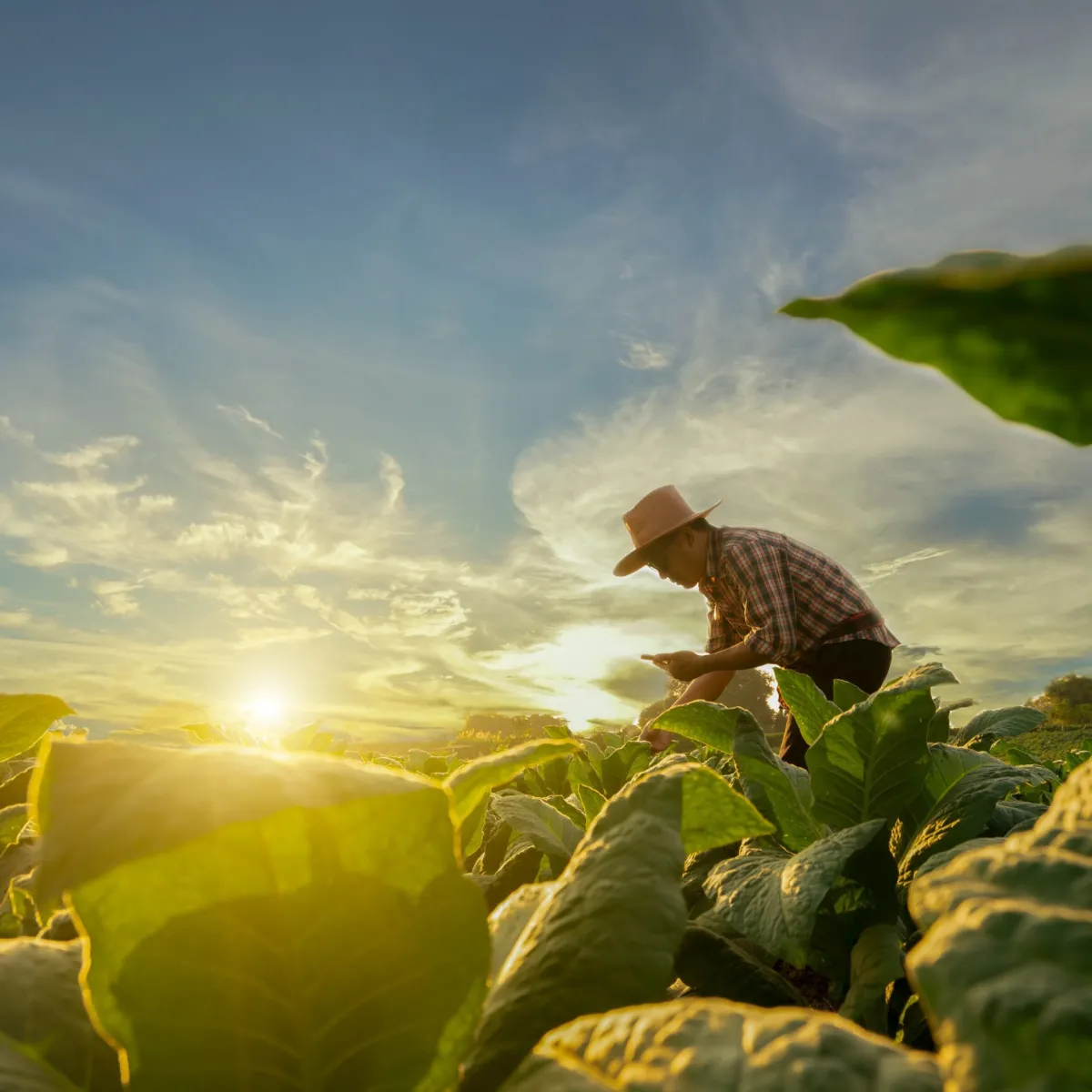 Climate x Health: Social Investment Toolkit