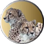 Système de Gestion pour cabinet d'assurance (BMS)