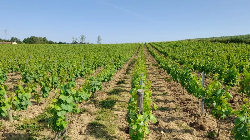 DEPHY, 10 years of results! Global impacts for a winegrowing farm (case study)
