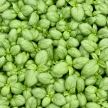 Production de plants maraîchers en conventionnel et en bio