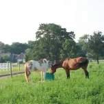 Jug Waterers and Mineral Feeders get a quote and enter coupon code AG2020 for $40 off during the show