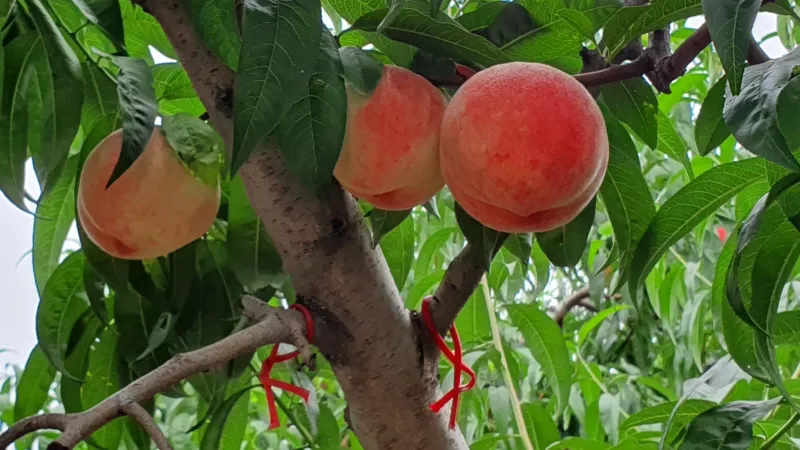 Chemical mediators and biocontrol