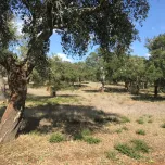 Property with 42 ha in Alentejo