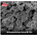 Morinaga Human-Residential Bifidobacteria (HRB) Probiotics
