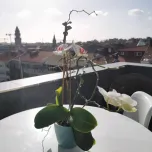 Centre historique de Porto. Appartement 2 piéces plus bureau