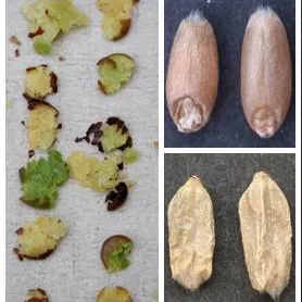 Disputing your grain grade