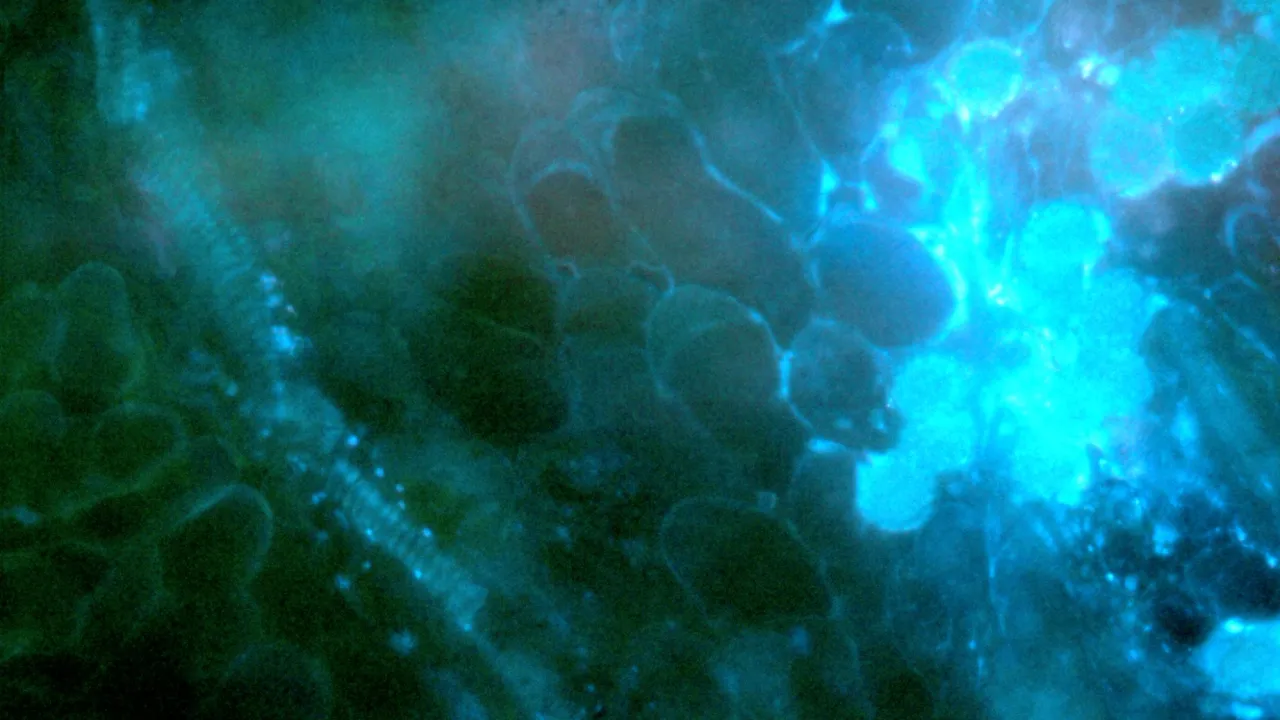 Revealing and Sonifying Living Capsules