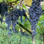 Merlot Rosé "Kotzner"