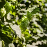 Yakima Chief Hops