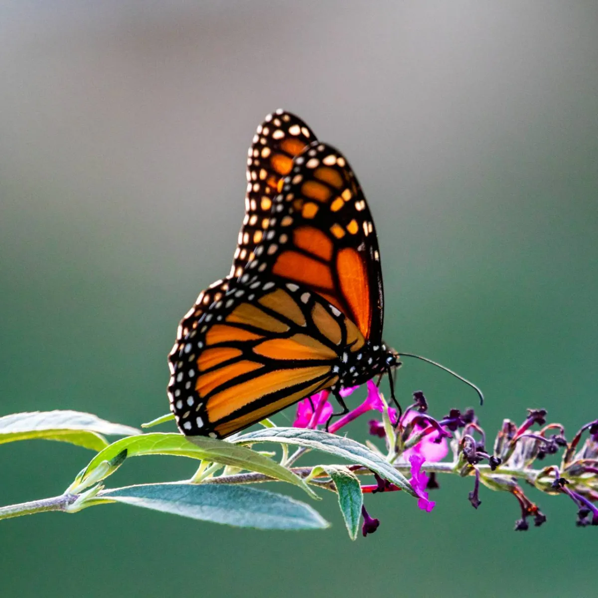 Butterflies: Superheroes of Nature - 3 x 60' or 1 x 60'