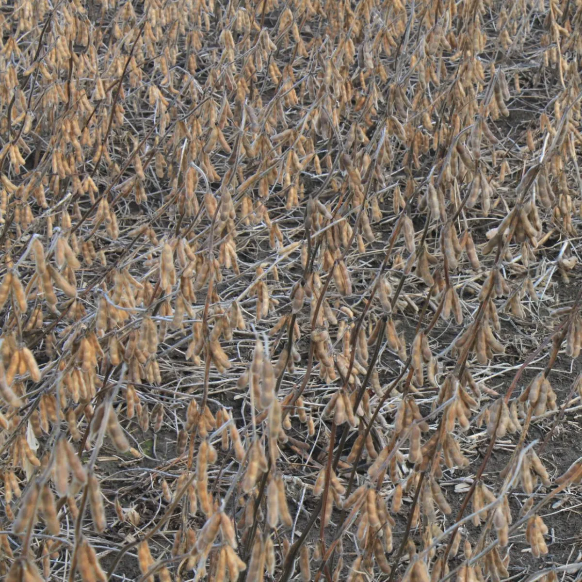 Roundup Ready 2 Yield Soybeans