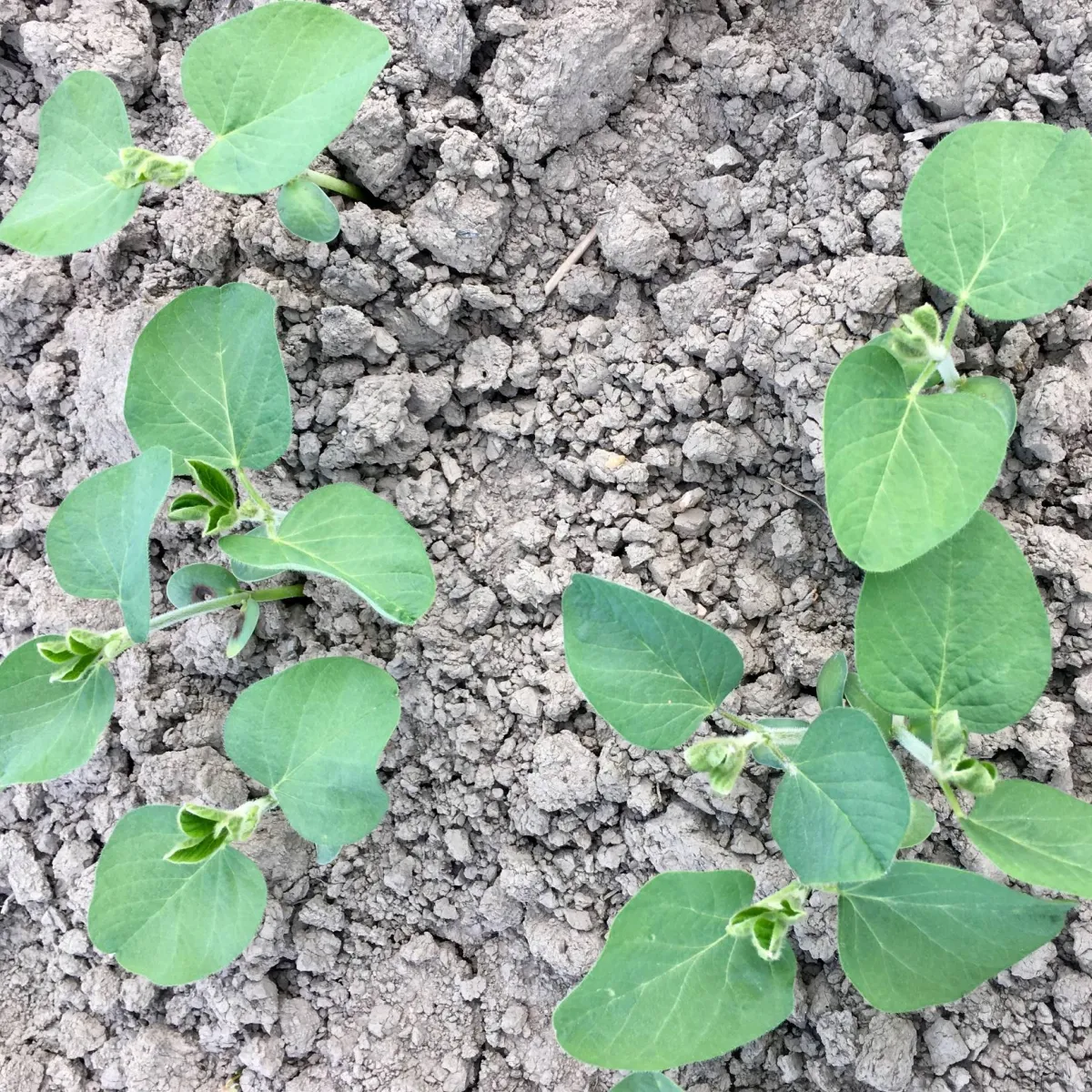 Conventional Soybeans