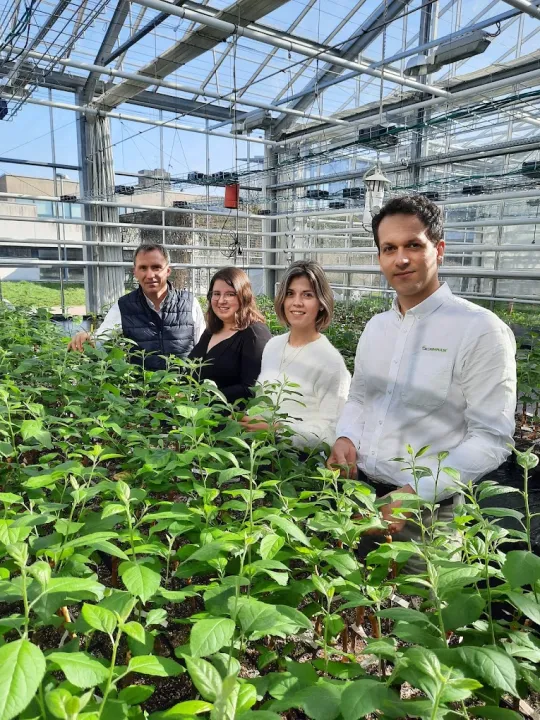 Les chitosanes : des substances de biocontrôle complexes mais à fort potentiel pour la protection intégrée des cultures et la réduction de la dépendance des agriculteurs aux fongicides de synthèses.