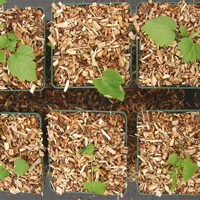 Paillage pépinières Ecotech Fix+