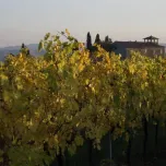 Il Tornese - Chardonnay & Riesling Renano