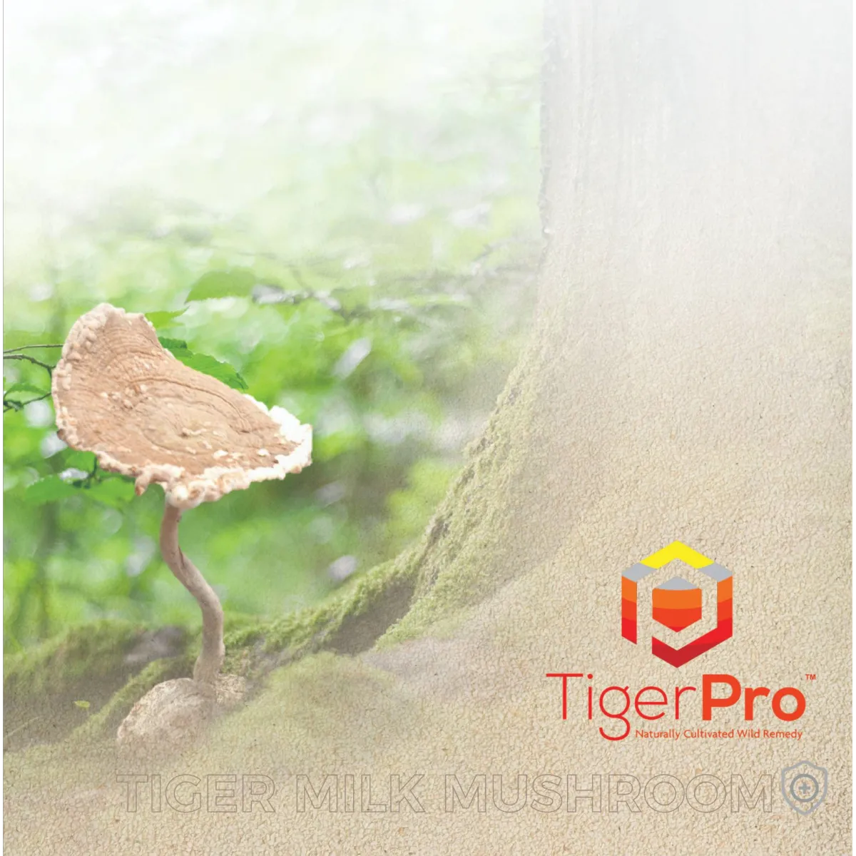 TigerPro - Tiger Milk Mushroom