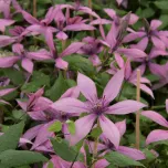 CLÉMATITE PRINCESSE ARABELLE®