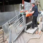 Combi Clamp and Sheep Handling Equipment