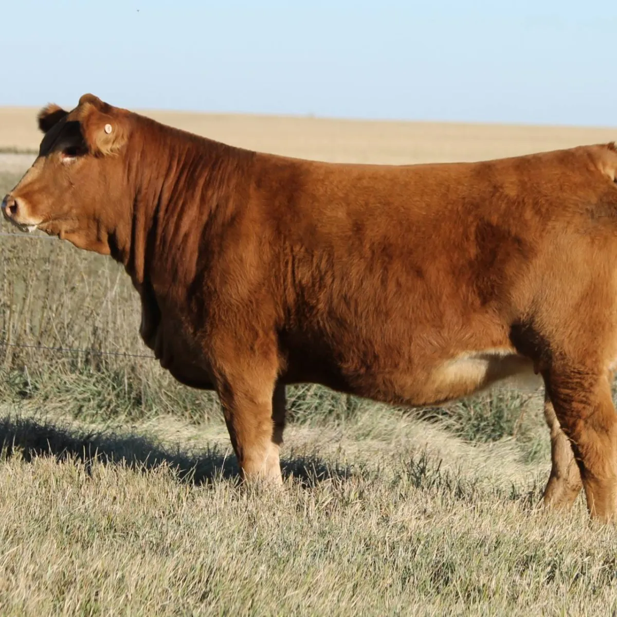 Limousin females