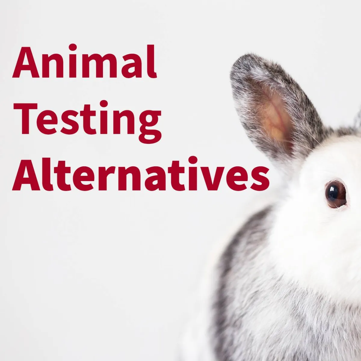 WEBINAR: Next-Generation Sequencing: a 3R compliant alternative to animal testing.