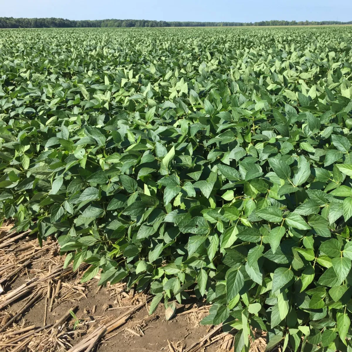 Roundup Ready 2 Xtend Soybeans