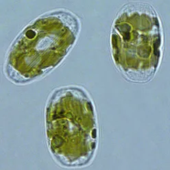 Diatoms & microalgae