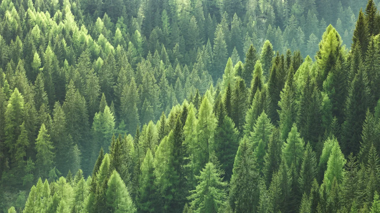 Innovative Wood: Taking on Climate Change