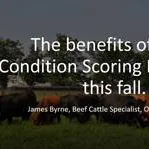 Benefits of Body Condition Scoring of Beef Cows Webinar