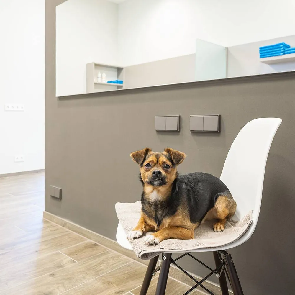 Fellini Dog Salon, Dusseldorf