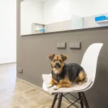 Fellini Dog Salon, Dusseldorf