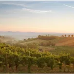 Taurasi Pago dei Fusi Docg