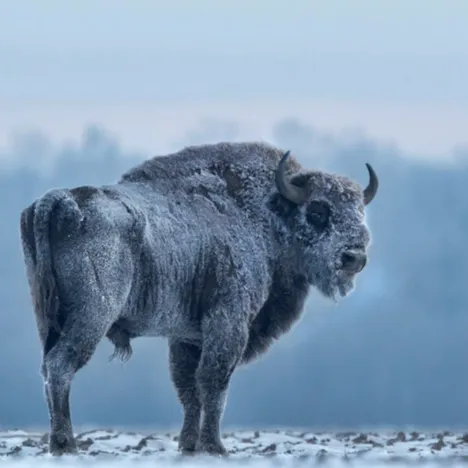 EUROPEAN BISON: AN ODYSSEY