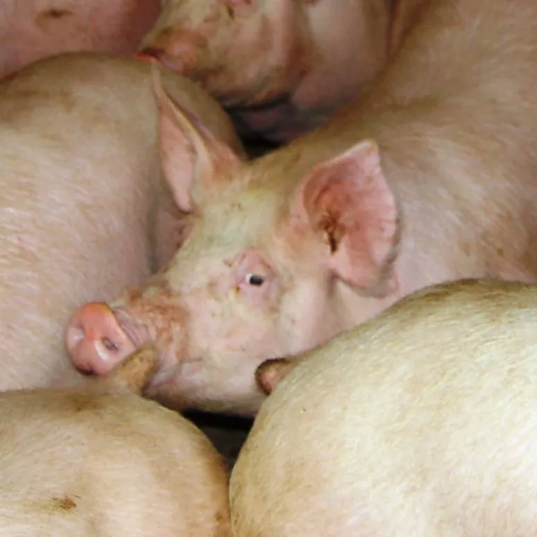 Group Sow Housing Lessons from a Producer Video