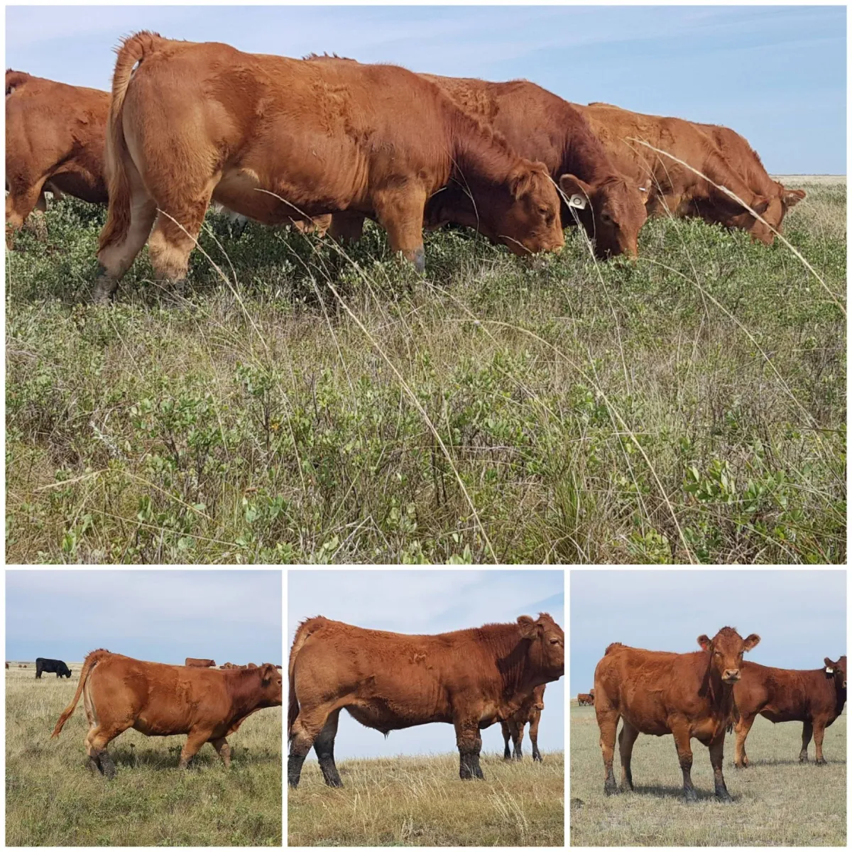 Limousin feeder cattle