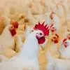 Ammonia in Poultry Barns Webinar