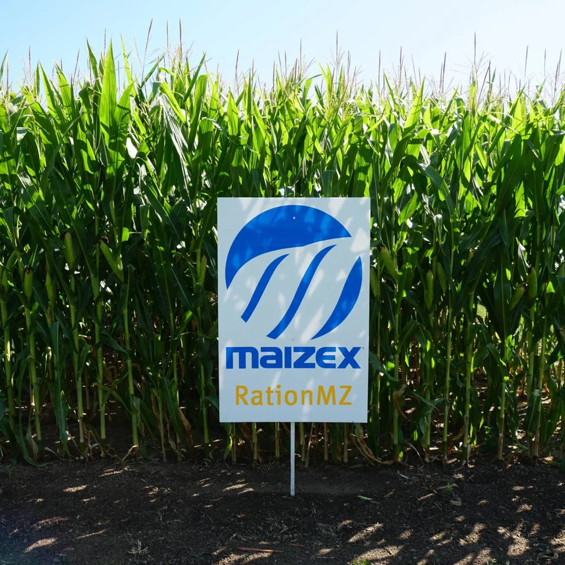 Maizex RationMZ Silage Hybrids