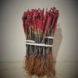 Plants de vignes traditionnels - 30 cm