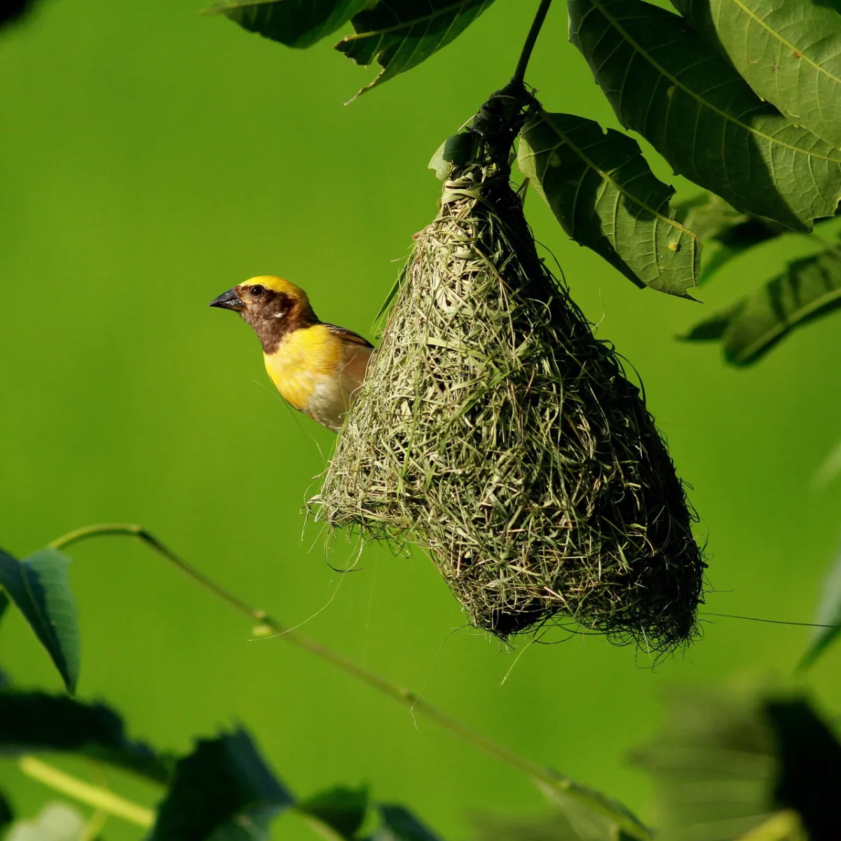 ANIMAL CONSTRUCTIONS THE ARCHITECTS OF LIFE