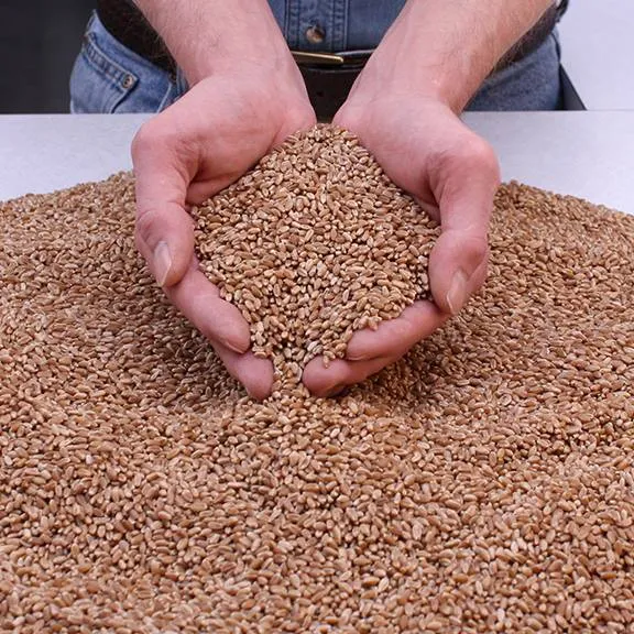 Submitted grain sample inspections