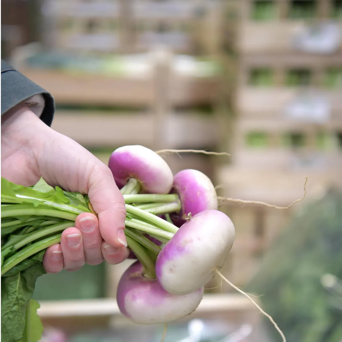 Marché de gros alimentaire d'Angers (49)
