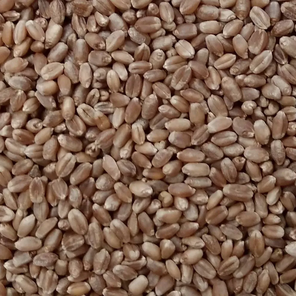 RedNet CWRS and other cereals