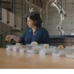 HOW CATS AND DOGS CONQUERED THE WORLD 2x52' 4K - a One Planet and Arte co-production