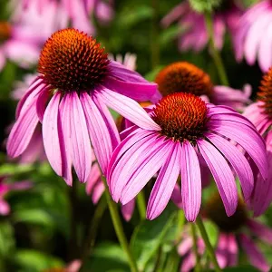 PURPLE CONEFLOWER EXTRACT