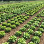 Evaluation des produits phytopharmaceutiques sous agrément BPE