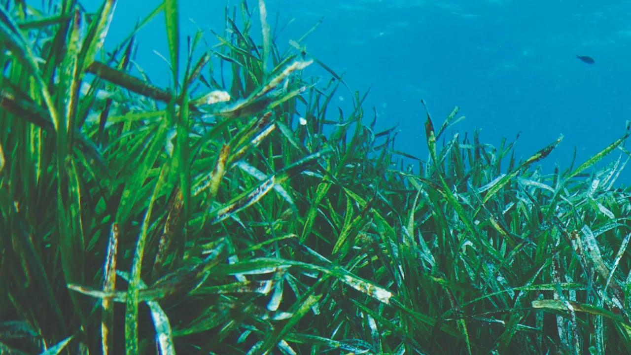 Mediterranean Posidonia Network