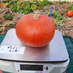 COURGE POTIMARRON FLEXI KURI F1