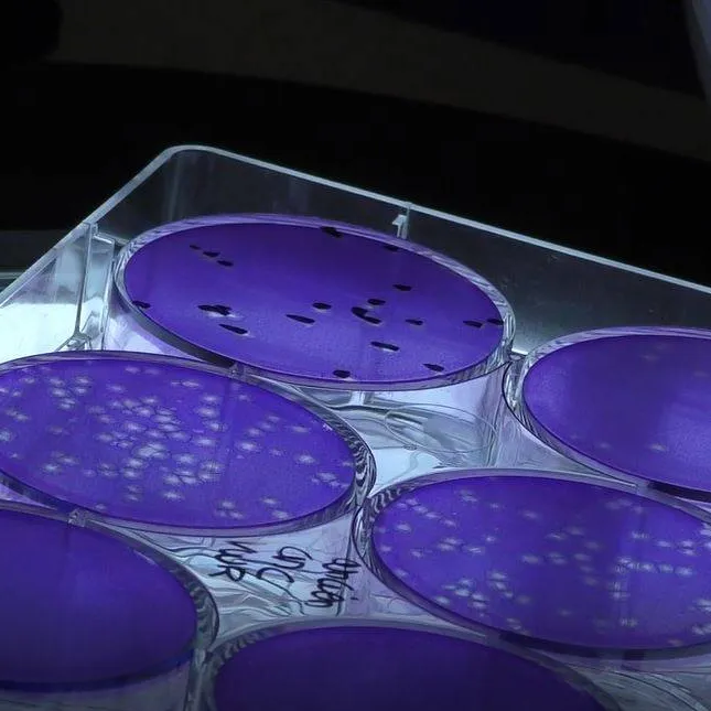 QC and analytical testing (GMP)